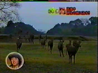 14 [眞夜中の嵐] #014 大阪 冬の陣 by.Jun (02.01.09).mpg_000960131