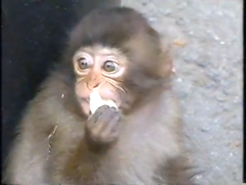 20000119 aiba and nino monkey.mp4_20250813_112234.383