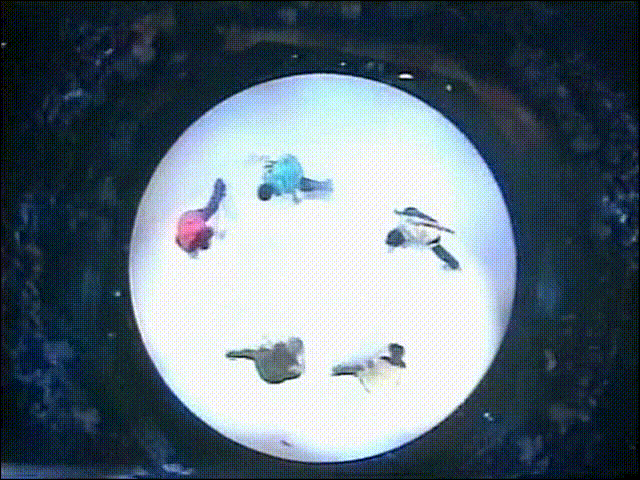 2002.02.08 Music Station - 아라시 A Day in Our Life.mpg_20250826_070315.873