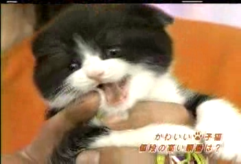 Nama Arashi #20 [2003.02.22].avi_001684426